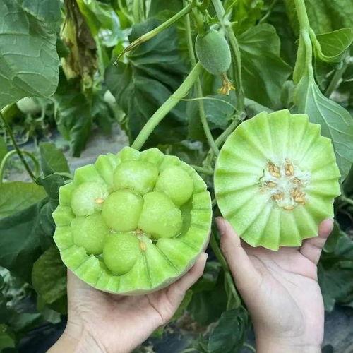 什么时节吃瓜,尽享清凉——时令瓜果盛宴