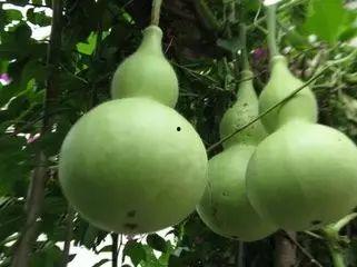 吃瓜里最恶心的瓜,揭秘娱乐圈最令人作呕的“吃瓜”事件