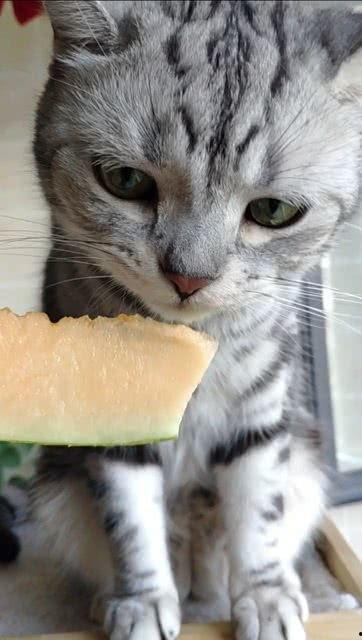 吃瓜群猫像,趣味横生的萌态瞬间