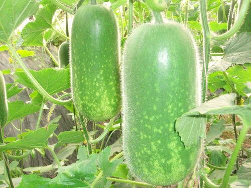 猫小美吃哈密瓜视频大全