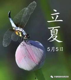 立夏吃瓜的视频,一场别开生面的吃瓜盛宴