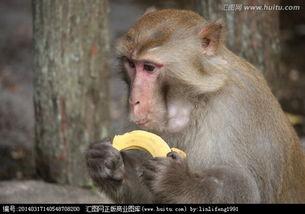 猴子吃佛手瓜视频播放,猴子大快朵颐佛手瓜欢乐瞬间